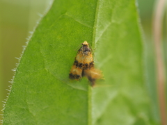 Commophila aeneana