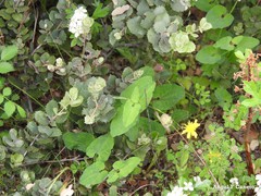 Trifolium hirtum