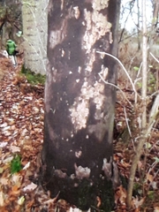 Cryptostroma corticale