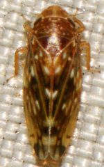 Xestocephalus similis