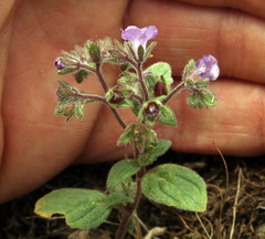 Phacelia vallicola