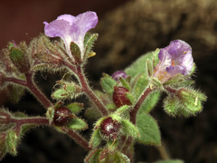 Phacelia vallicola