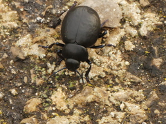 Timarcha pimelioides