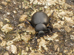 Timarcha pimelioides