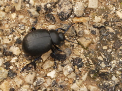 Timarcha pimelioides