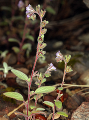 Phacelia vallicola