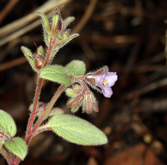 Phacelia vallicola