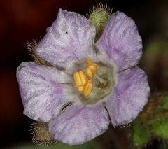 Phacelia vallicola