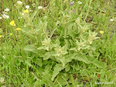 Anchusa undulata