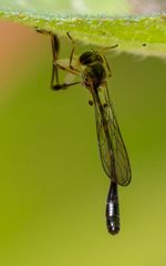Leptopteromyia americana