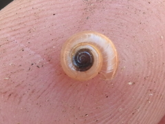 Glyphyalinia