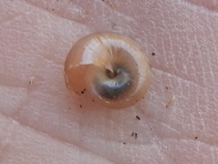 Glyphyalinia