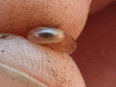 Glyphyalinia