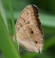 Junonia almana javana