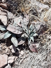Oenothera brachycarpa