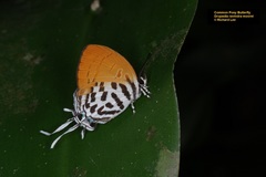 Drupadia ravindra moorei