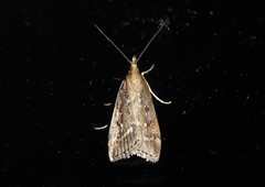 Eudonia octophora