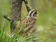 Emberiza chrysophrys