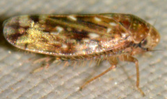 Xestocephalus similis