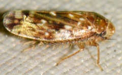 Xestocephalus similis