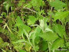 Sanguisorba verrucosa