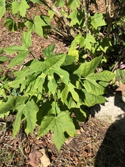 Cnidoscolus aconitifolius