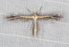 Stangeia xerodes