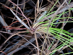 Isoetaceae