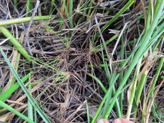 Isoetaceae