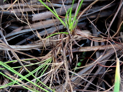 Isoetaceae