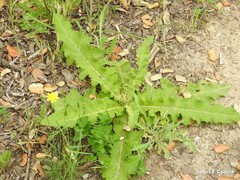 Aristolochia paucinervis
