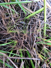 Isoetaceae