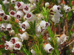 Erica margaritacea