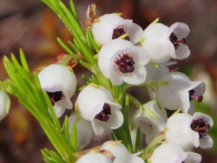 Erica margaritacea