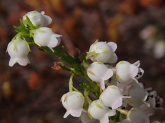 Erica margaritacea