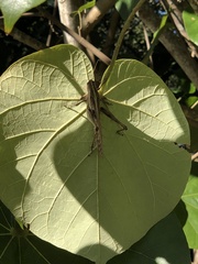 Schistocerca americana