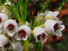 Erica margaritacea