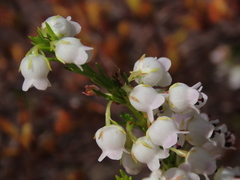Erica margaritacea
