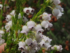Erica margaritacea