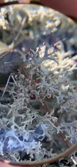 Cladonia caroliniana