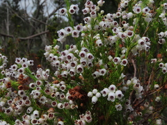 Erica margaritacea