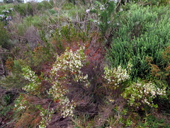Erica margaritacea