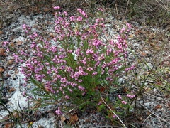 Erica turgida