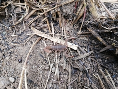 Thorellius intrepidus