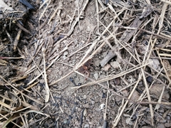 Thorellius intrepidus