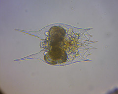 Brachionus