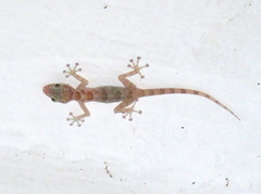 Ptyodactylus hasselquistii