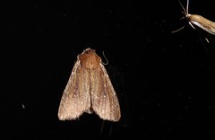 Ichneutica infensa