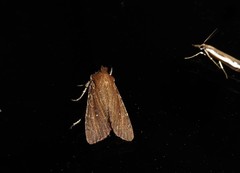 Ichneutica infensa