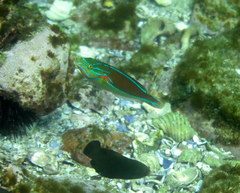 Anampses geographicus